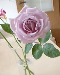 ブルームーンの薔薇の写真